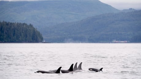 bc killer whales