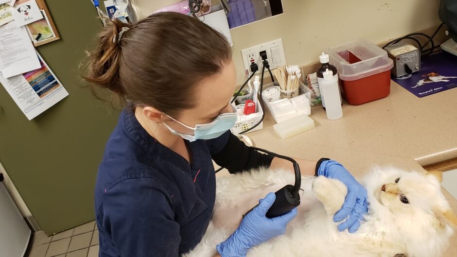 west end veterinary clinic vancouver