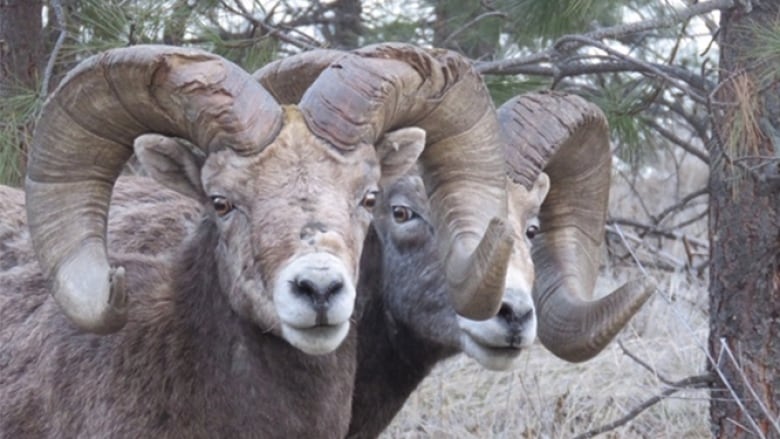 Bighorn Sheep Kelowna