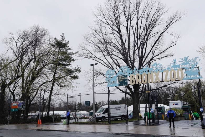 Tiger at NYC Bronx Zoo positive for coronavirus, first known