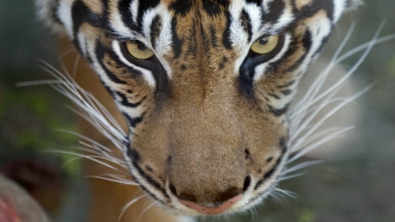 Tiger at NYC's Bronx Zoo tests positive for coronavirus