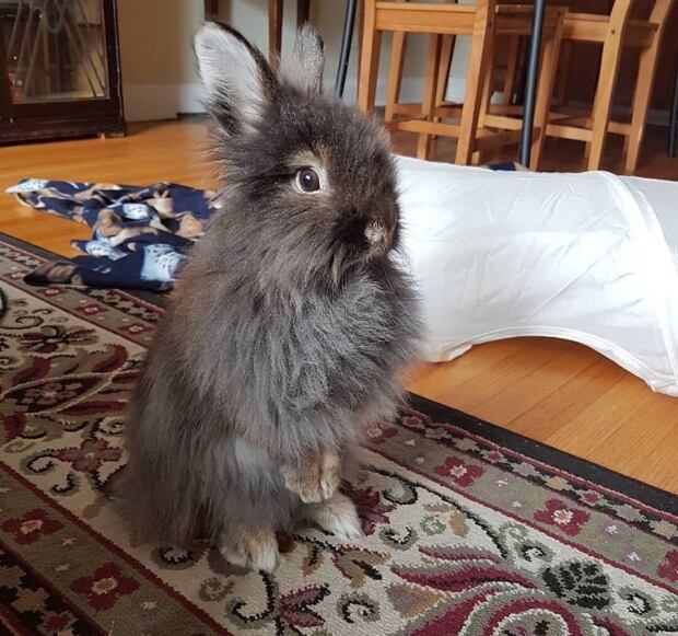 Calls for rabbit rescues multiplying like, well, rabbits since pandemic