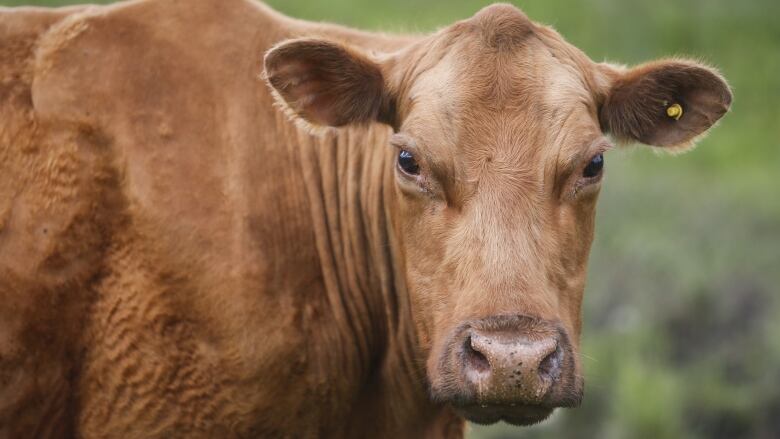 Significant number of coronavirus cases at USA meat plants