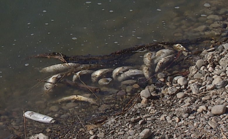 Dead Bow River fish chose the wrong winter hangout, says biologist