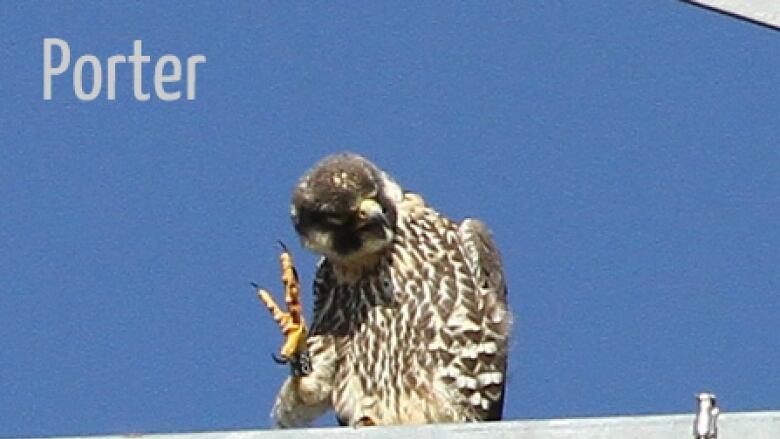 Britain's birds of prey are back from the brink of extinction – and live on  webcam, Birds