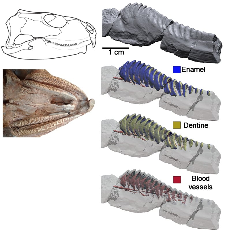 Prehistoric reptile put survival where its mouth is, developed mammal
