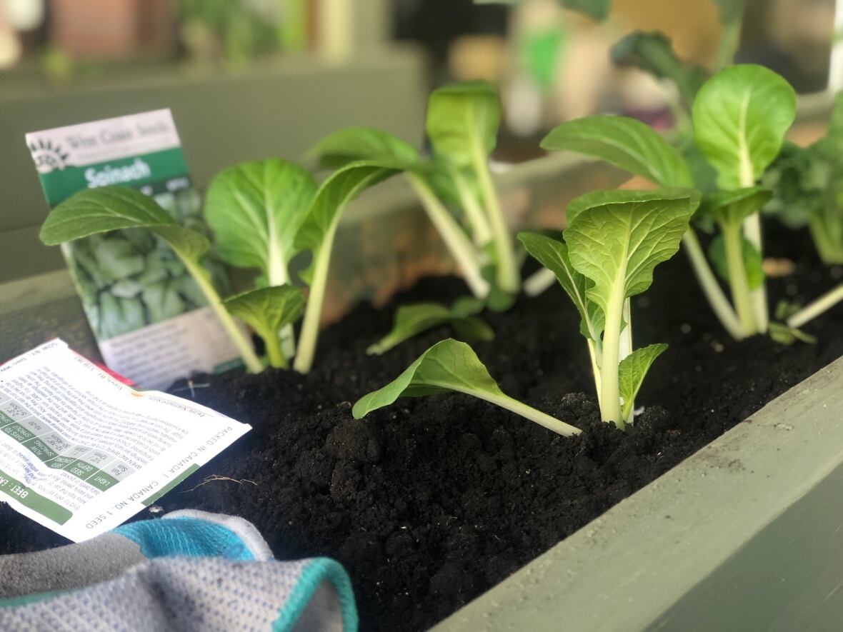 Kelowna garden project aims to teach families in need how to grow their