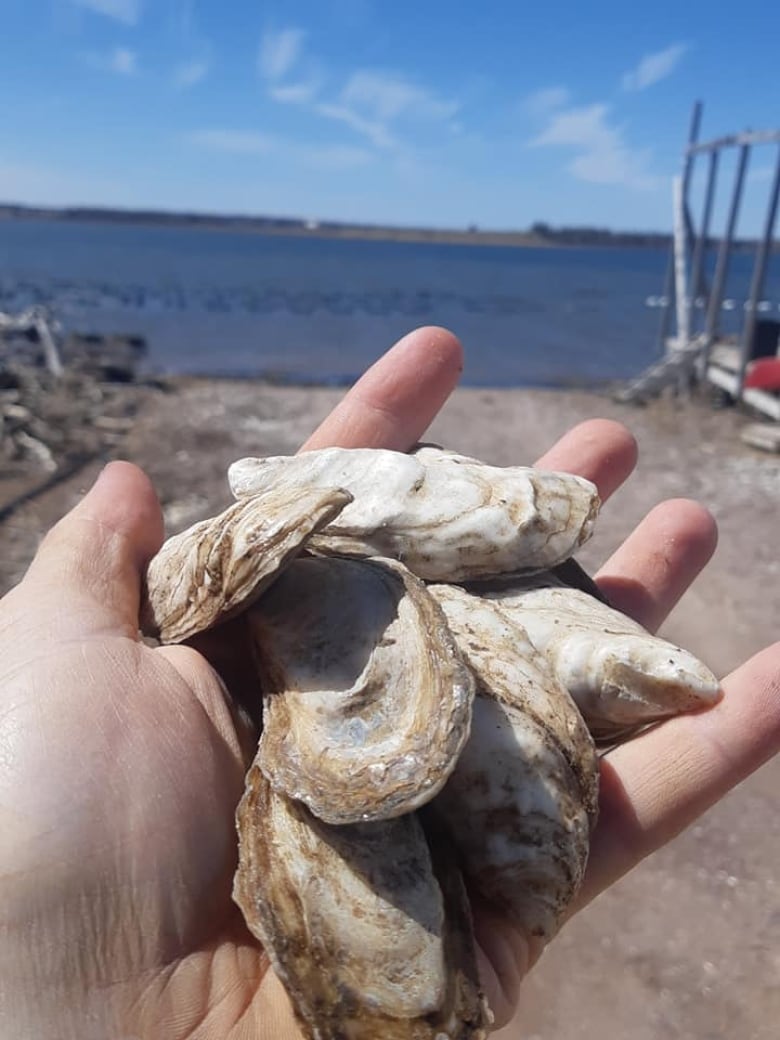 From shore to door Oyster farmers turn to locals after export market