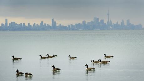 Canadian Geese swim in the cold waters of Lake Ontario overlooking the city of Toronto skyline in Mississauga, Ont., on Thursday, January 24, 2019. Environment Canada research scientists say the COVID-19-induced economic slowdown is leading to cleaner air in many Canadian cities. COVID Air Pollution 20200521