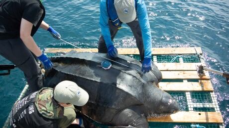Scientists have tagged more than 400 endangered leatherback sea turtles in Atlantic Canada since 1999. Females like Isabel — seen here being tagged off Nova Scotia in July 2019 — have archival tags attached that can be recovered when they come ashore to nest. It's rare to get one back and recovering two in one week has never happened. turtle tagging