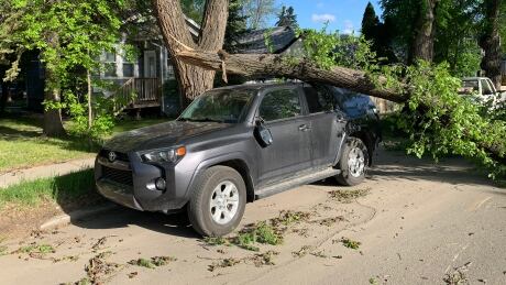 A windstorm snapped off a large branch that landed on the roof of Sam Conrad's SUV. branch vs suv