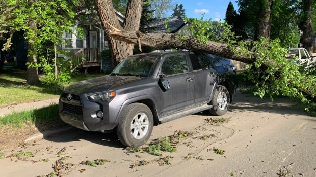 Strong winds down trees, cause power outages Monday morning in Saskatoon