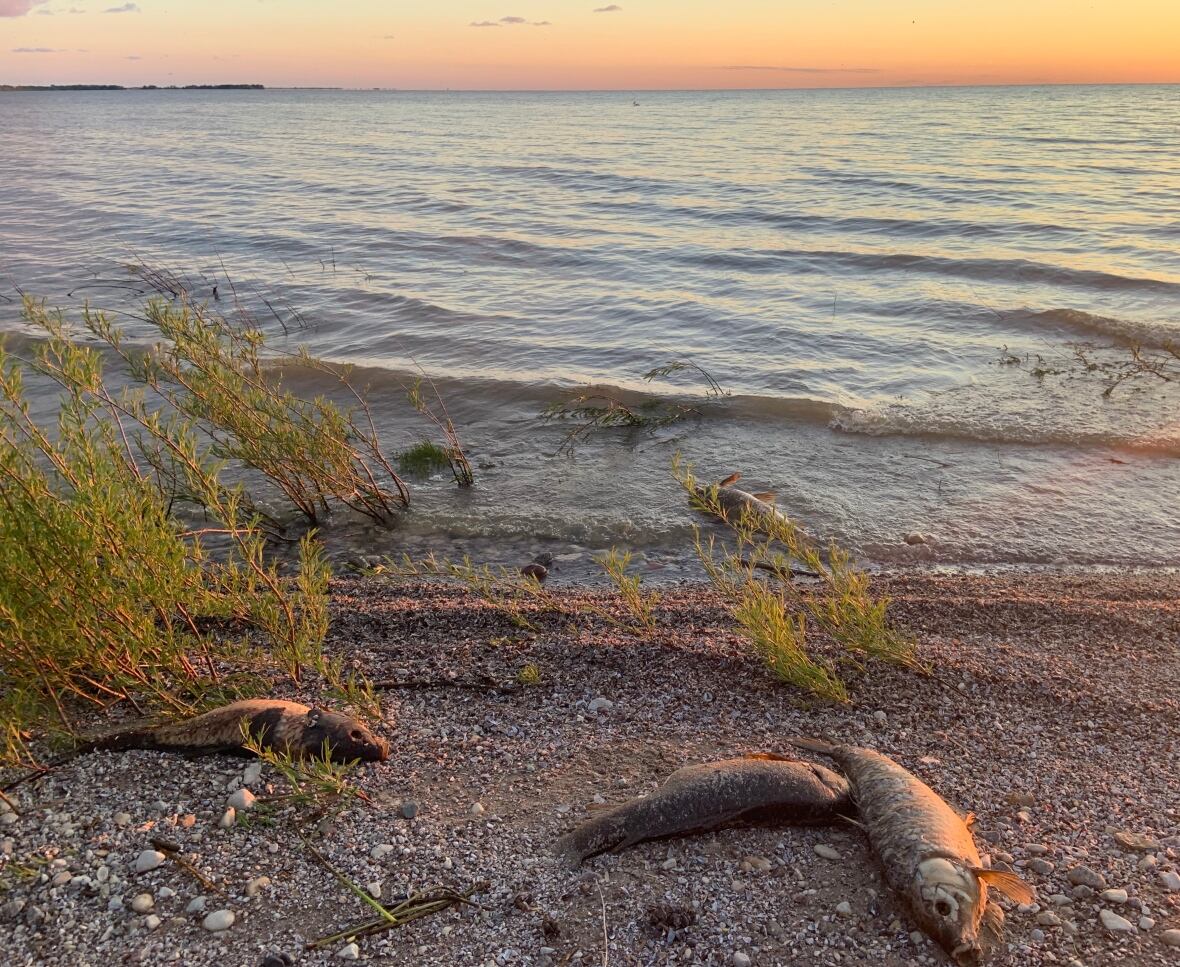 https://i.cbc.ca/1.5603827.1591654753!/fileImage/httpImage/image.jpg_gen/derivatives/original_1180/carp-dead-lake-winnipeg.jpg