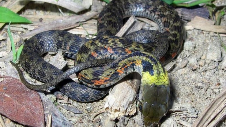 A snake with a toxic surprise, the secrets of ambergris, and adapting ...