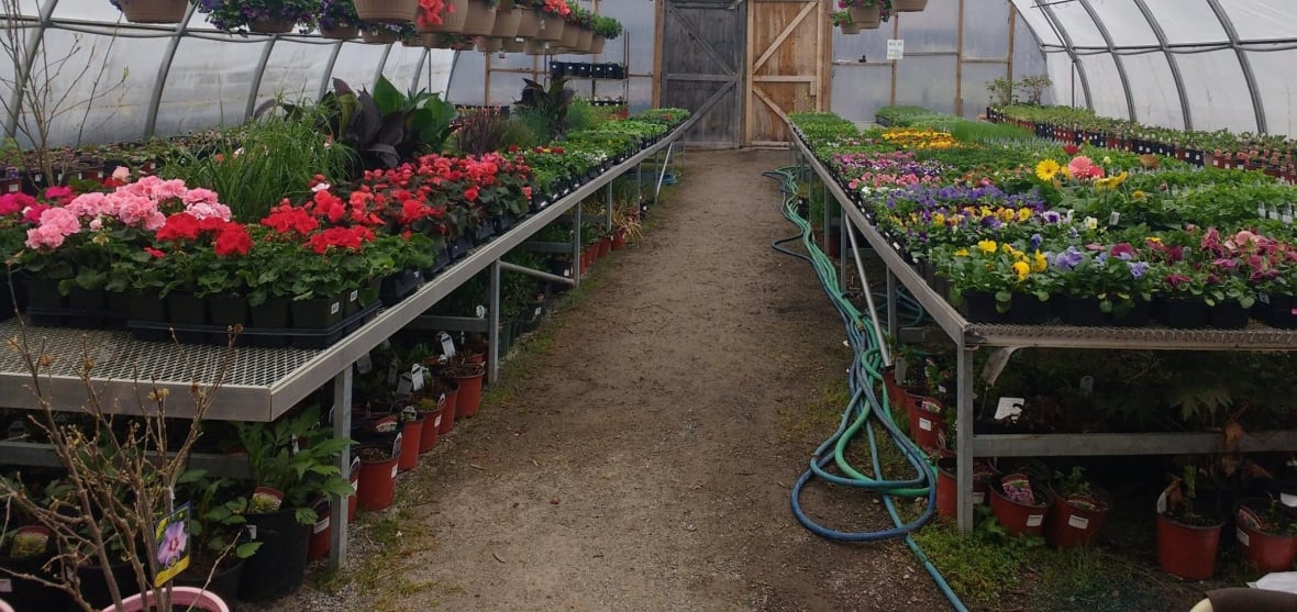 Some garden centres struggling to keep shelves stocked, business