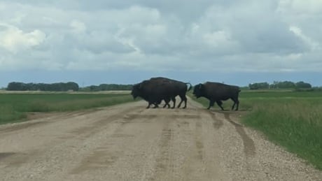 Stelly Wall posted this picture on Facebook saying they encountered these three on a grid road by Pine Point. Bison on the loose in Dalmeny