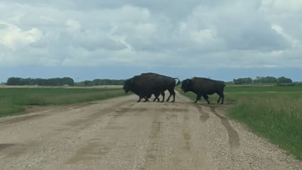 Bison on the loose near Dalmeny, Sask.