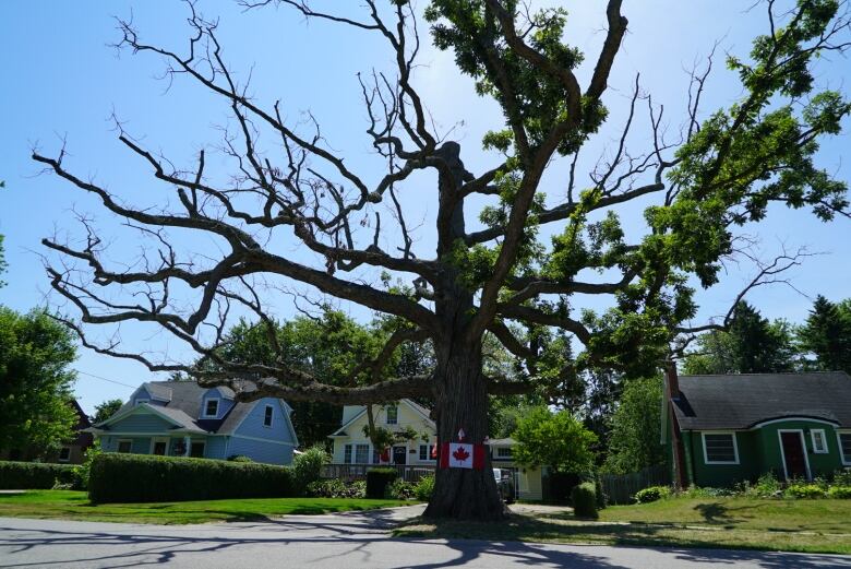 Bee colony gives ancient Lambeth oak a temporary reprieve from the axe