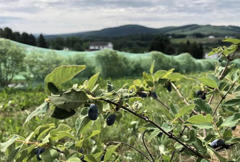 Haskap 'super fruit' taking root in New Brunswick CBC News