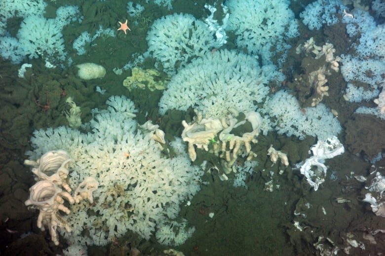 Scientists discover new species of sponge on deep-sea reefs off B.C.'s  coast