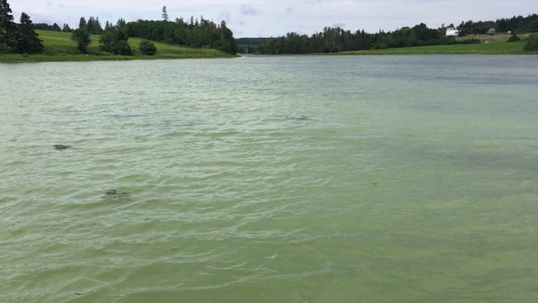 Water undergoing an anoxic event, looking a combination of green or milky white.