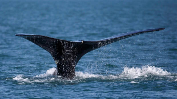 Young North Atlantic right whale spotted entangled in Gulf of St. Lawrence; In this Wednesday March 28, 2018 photo, a North Atlantic right whale feeds on the surface of Cape Cod Bay off the coast of Plymouth, Mass\. A study of vessel speeds in the Cabot Strait shows that two-thirds are not complying with a voluntary speed restriction meant to protect critically endangered North Atlantic right whales that migrate through the area\. 
