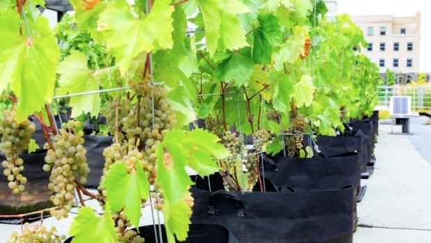 Montreal rooftops transformed into vineyards with urban wine project | CBC News