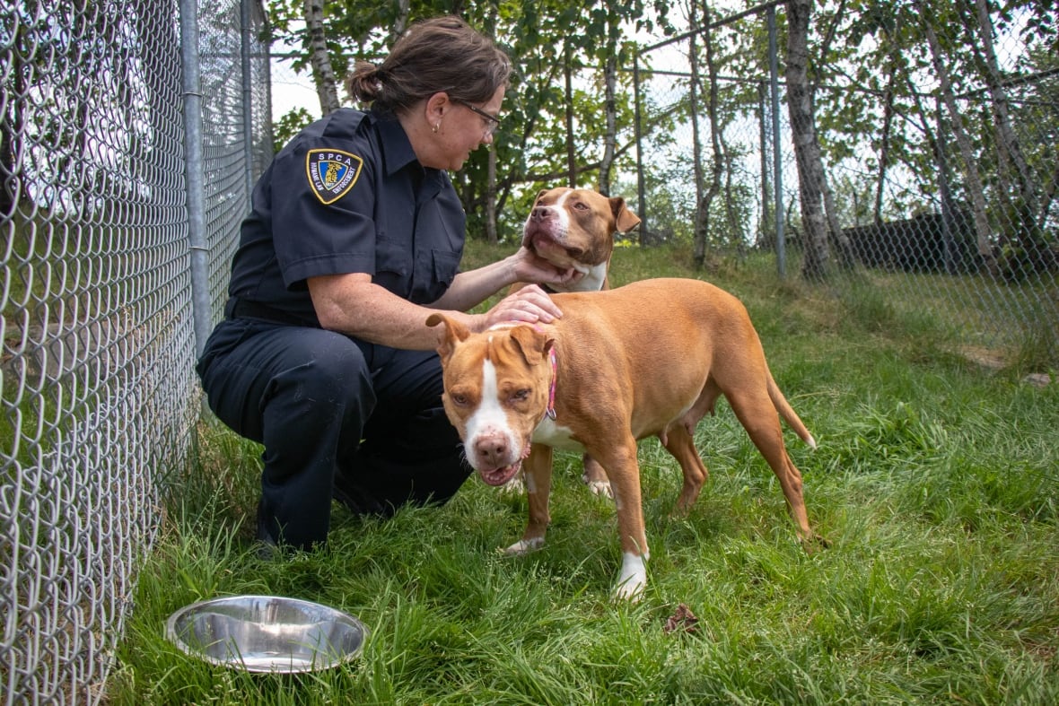 A white woman in a black uniform of pants and a collared shirt squats down to pet two brown and white dogs who appear to be pittbull mixes, outside near a fence