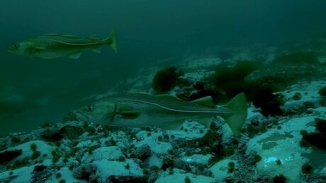 This picture of cod was taken by SubC Imaging technology. Cod