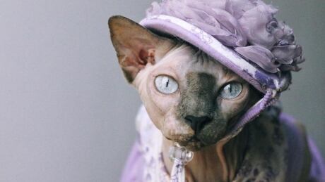 Prunella is a five-year-old Canadian Sphynx hairless cat currently living in Regina, Sask. Prunella