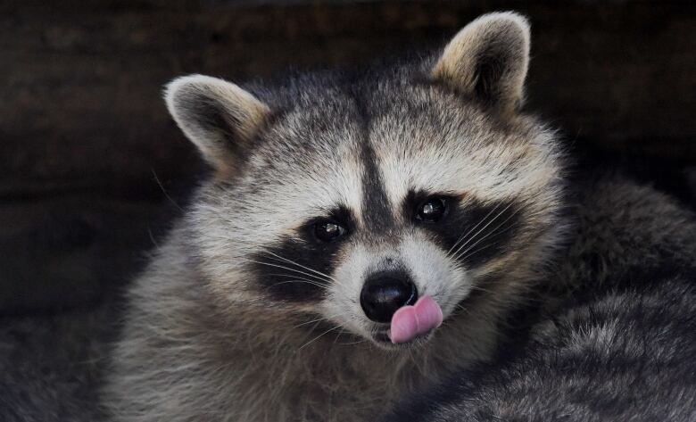Remembering Bandit The World s Largest Pet Raccoon Who Was addicted 
