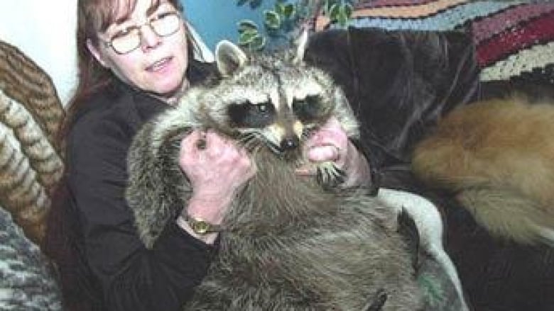 Remembering Bandit The World s Largest Pet Raccoon Who Was addicted 