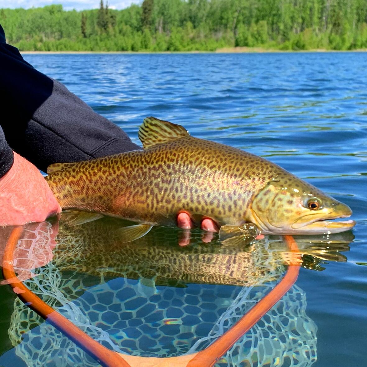 Get reel Fly fishing expert shares his favourite spots in the Edmonton