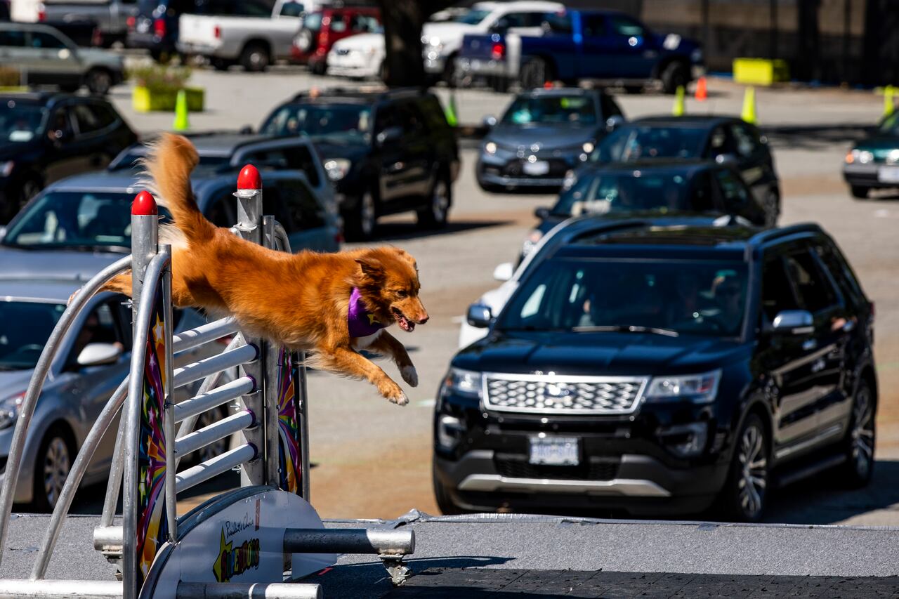 Vancouver S Pne Fair Cancelled For 2021 Cbc News