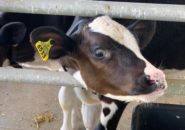 How Trump's dairy deal with Canada is viewed in swing-state Wisconsin ...