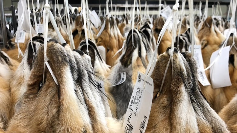 Fox furs hang waiting to be sold.