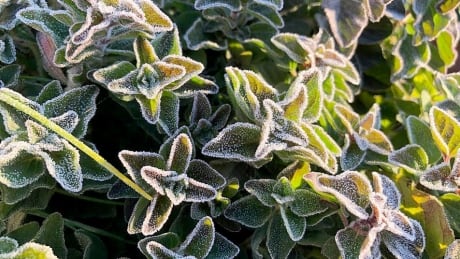 The federal weather agency says residents should take steps to protect 'frost-sensitive plants and trees.' See frost on plants. Frost on Plants