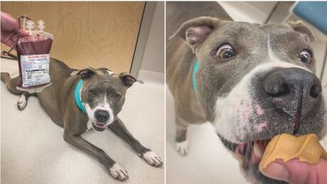 Mercury is a five-year-old pitbull that has donated blood a whopping 14 times at the Veterinary Specialty Centre of Newfoundland and Labrador (and enjoyed a treat afterwards). Mercury blood donor dog