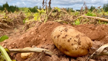 Various pictures of potatoes and fields affected by the drought in July and August. Taken Sept 15, 2020. Potato Field pictures