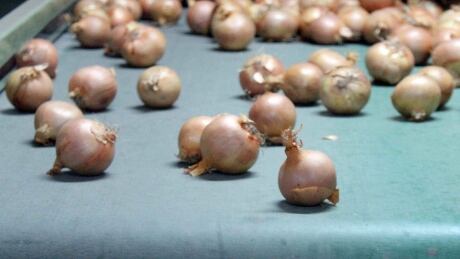 Salmonella cases linked to onions are still showing up in Canada weeks after a massive recall, and experts say it’s likely because people storing them at home didn’t know the source and kept using them. Salmonella cases linked to onions weeks after recall