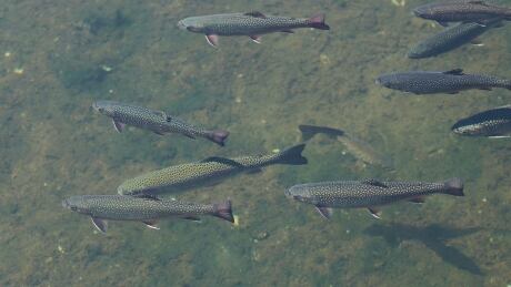 Top view of flock of brook trouts (Salvelinus fontinalis) and rainbow trouts (Oncorhynchus mykiss) in water. Detail of freshwater fish of salmon family. Muddy bottom in background.; Brook trout in stream
