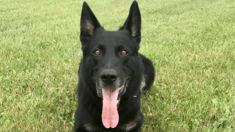 Nova Scotia RCMP tweeted this photo of Fergus on Tuesday, Sept. 15, 2020. They said he's on the road to a full recovery after being stabbed in July while looking for a man suspected of stabbing a Bridgewater police officer. Fergus RCMP
