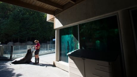 Vancouver Aquarium staffer Jessica DeBenedetto feeds a sea lion in the main walkway of the aquarium Thursday, September 10, 2020. The Vancouver Aquarium has had to close its doors to the public due to the lack of visitors during the COVID-19 pandemic. CP19364034