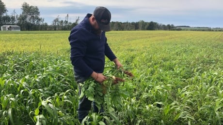 Ben Visser holds some of the tillage radishes growing as a cover crop in a field in Vernon Bridge, P.E.I. Cover crops tillage radishes