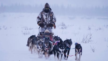 Paul Josie's 11 huskies and four puppies are a main driver for a tourism business called Josie's Old Crow Adventures. Last year about 400 chum salmon sustained the team through the winter. Paul Josie dog sled team