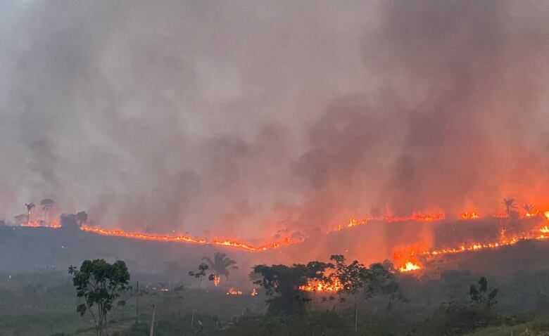 Hunting, deforestation, and fire threaten jaguars in the  Rainforest