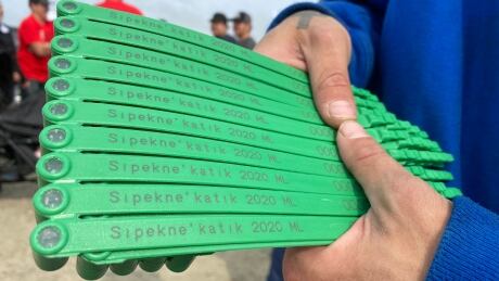 Sipekne'katik First Nation issued licenses and lobster trap tags to 7 Mi’kmaw harvesters under the new Mi'kmaw-regulated fishery. Moderate Livelihood Tags
