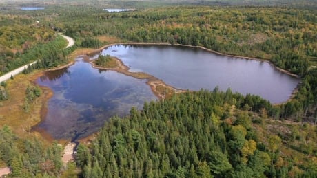 Nova Scotia is considering poisoning Piper Lake to get rid of an invasive species threatening salmon and trout. N.S. may poison lake to rid invasive species