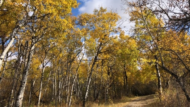 Heat records fall throughout Saskatchewan