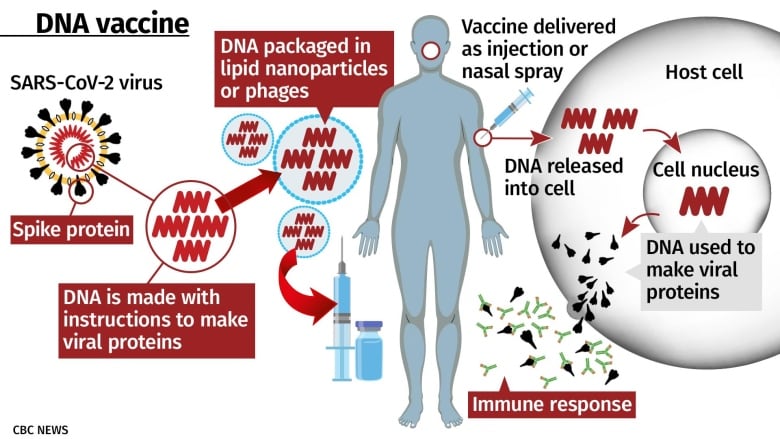 A closer look at Canada's homegrown COVID-19 vaccine candidates | CBC News